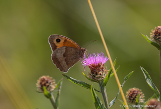 MEADOW BROWN (Maniola jurtina) 